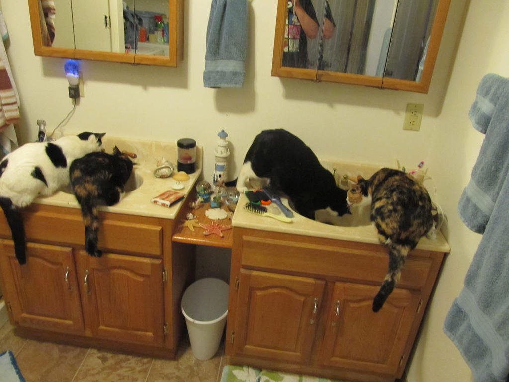 The four kitties (Bathroom Sinks) 3