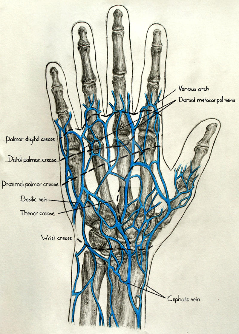 Venous Pattern in Relation to Palmar Creases by DJaanssen on DeviantArt