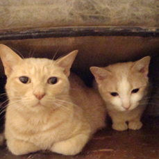 hiding under the chair