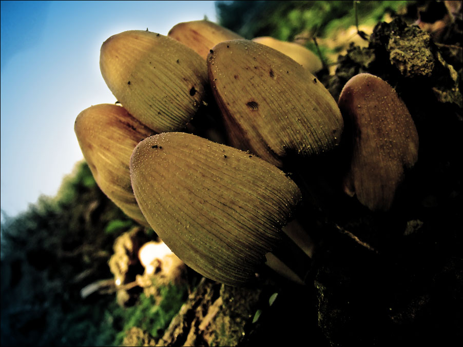 Wee Mushrooms