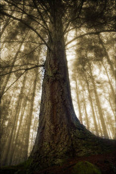 Birnam Woods In November 4