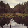 Caledonian Forest