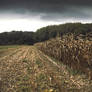 Corn Field