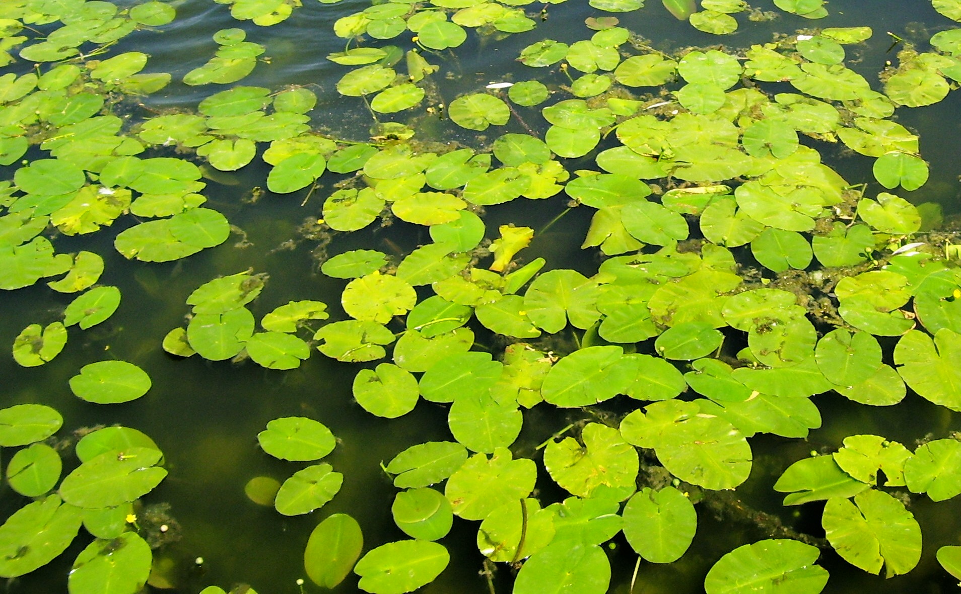 Water Plants