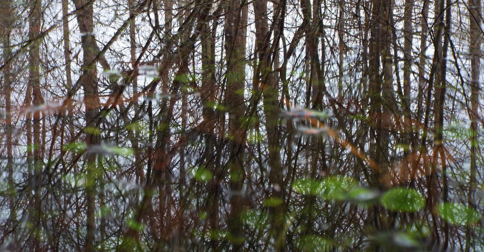 Woods' Mirror