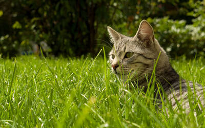 Cat HD widescreen wallpaper