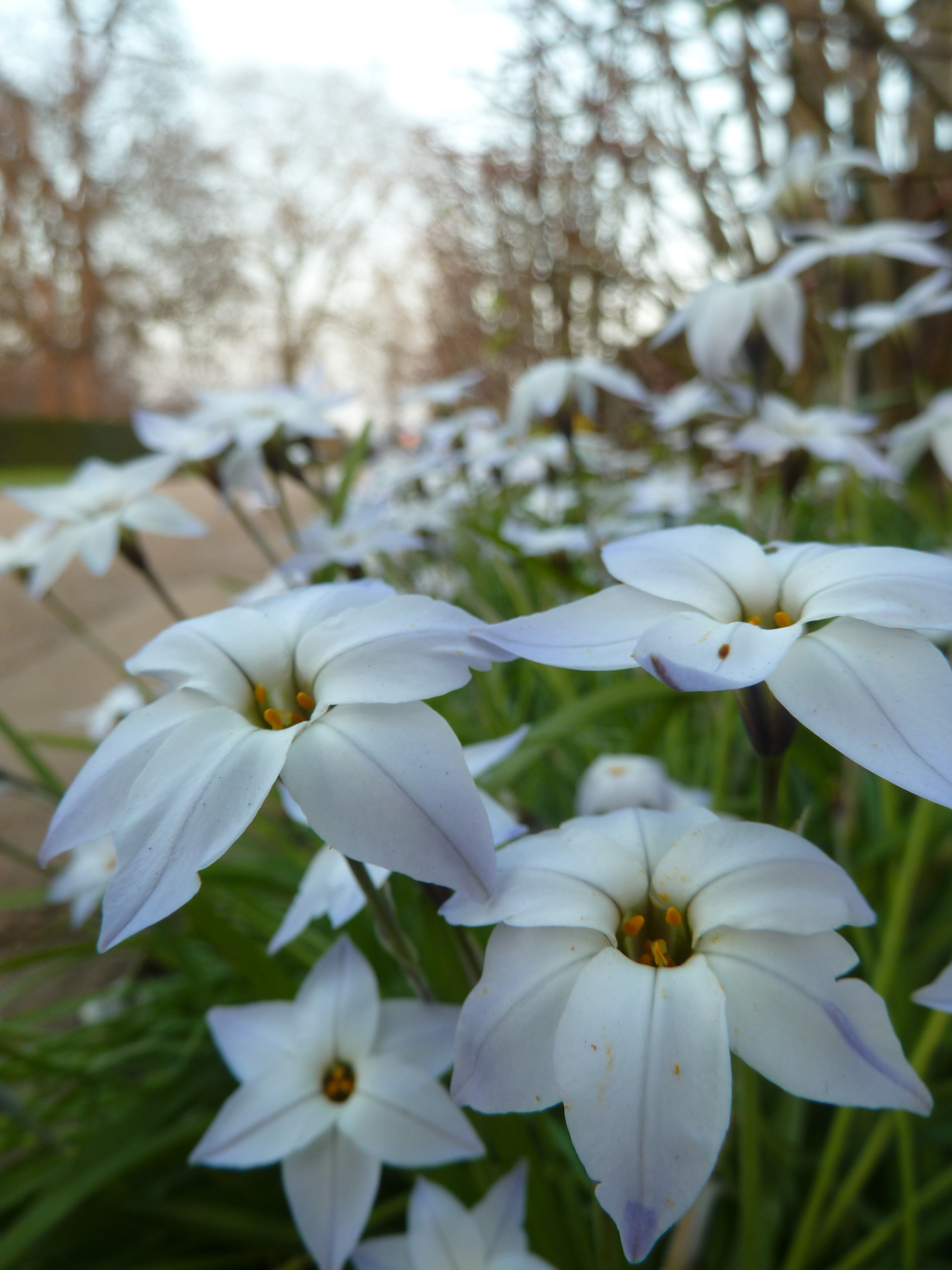 Flowers at Kensington Gardens