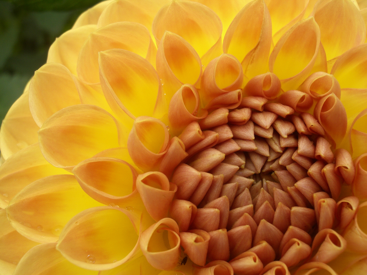 Yellow Flower