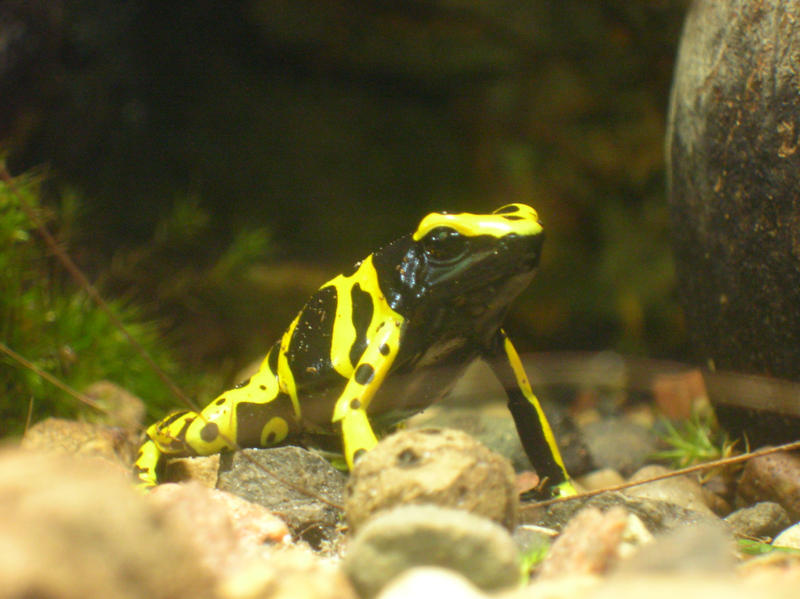 Dendrobates leucomelas