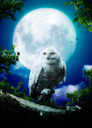 white Owl