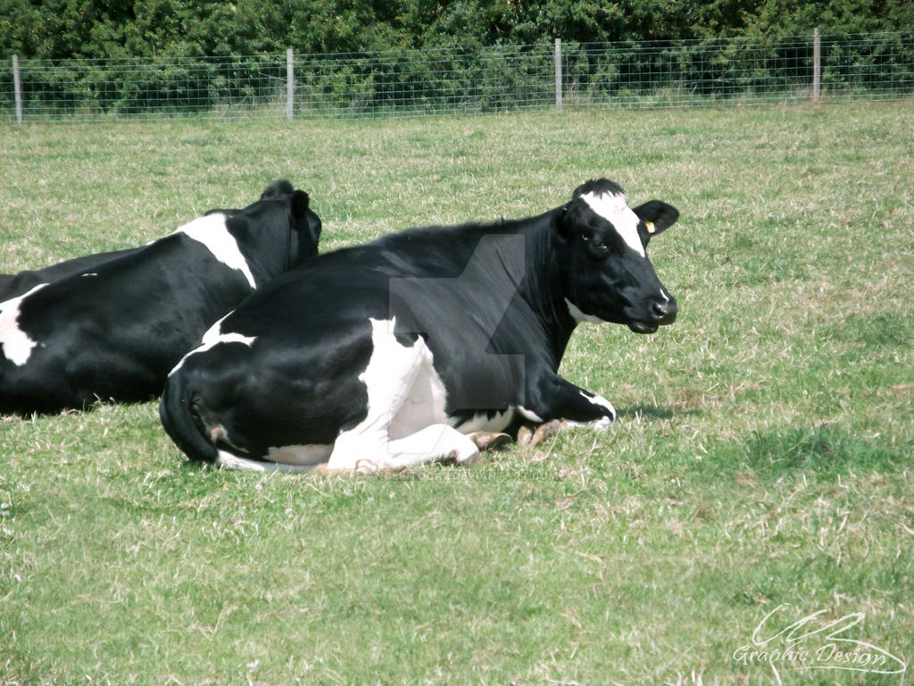 Lazy Cow