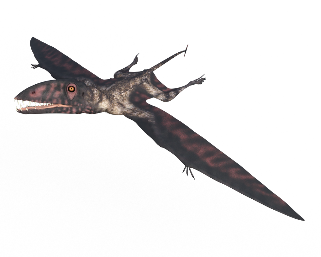 Dimorphodon by Oracle1990 on DeviantArt
