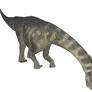 Camarasaurus 2