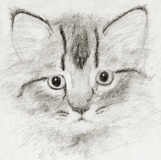 Little Kitty Sketch by asynjur