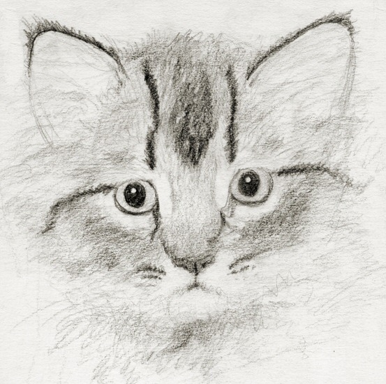 Little Kitty Sketch