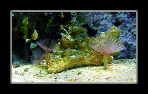 Featherduster Worms by Althytrion Featherduster Worms by Althytrion