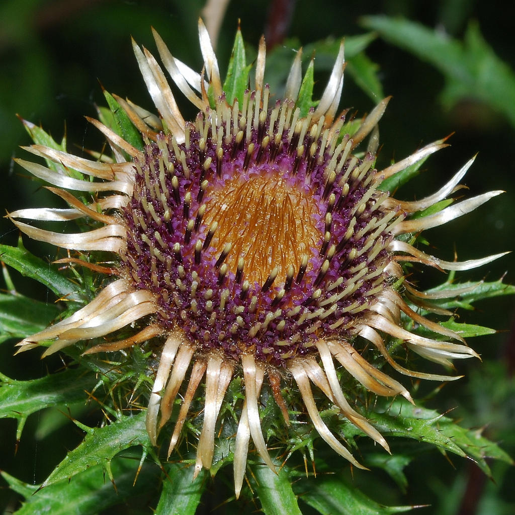 Golden Thistle