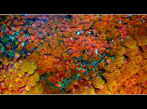 Marine Wallpaper by Althytrion Marine Wallpaper by Althytrion
