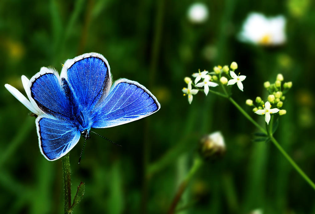 Common Blue