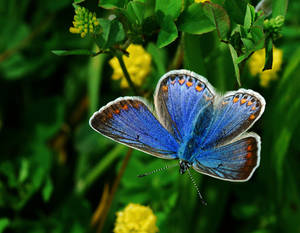 Common Blue II