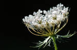 Dream of Queen Anne's Lace by Althytrion