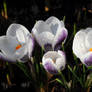 Crocus Farewell II