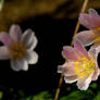 Anemone I