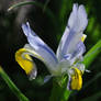 Delicate Iris