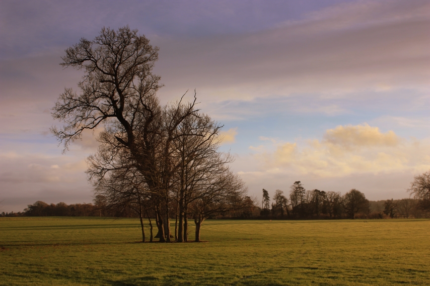 Autumn Trees