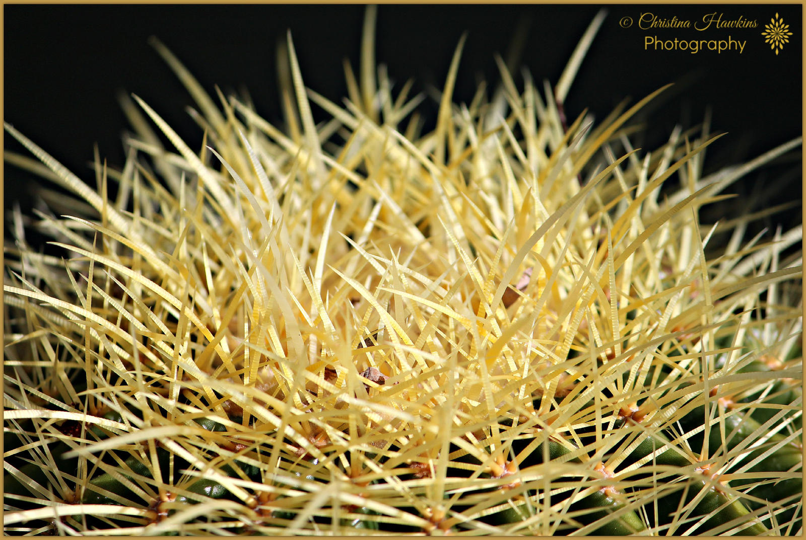 Golden Barrel Cactus