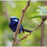 Splendid Fairy Wren