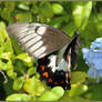 Orchard Swallowtail Butterfly Female