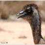 Emu side portrait