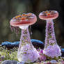 Glassy Rosey Mushrooms