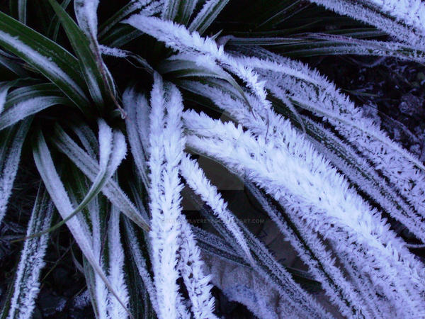 Frozen razor bush by lutrasilvereye on DeviantArt