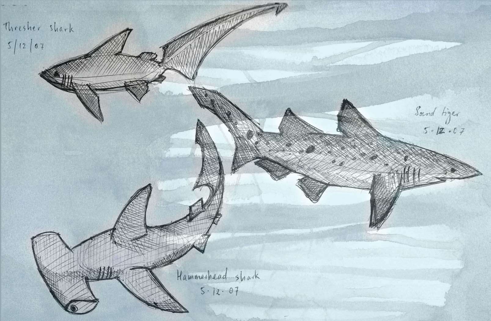 Sharks sketches