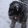 Spencer in Thanksgiving Snow