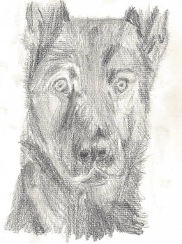 Charcoal Dog