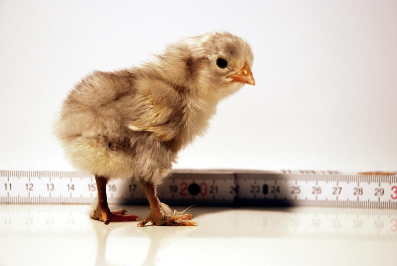 Little Chick