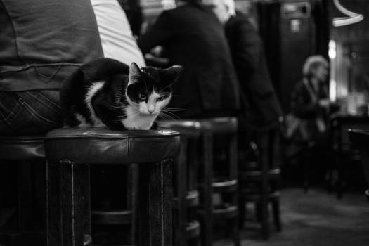 Pub Cat