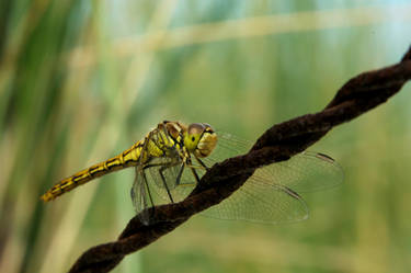 Dragonfly