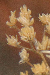 Dried Flowers 3