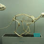 Red Fox Skeleton