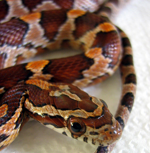Baby Snake by mzy42 on DeviantArt
