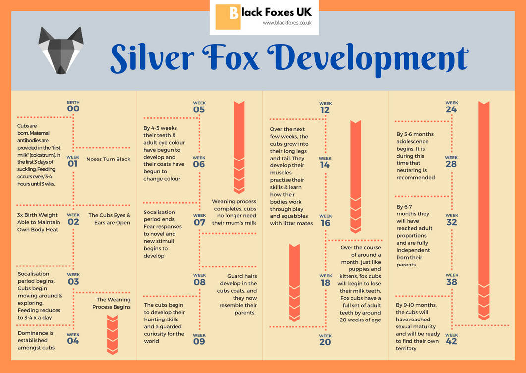 Fox Development by Trinity-de on DeviantArt