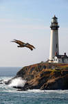 Two Pelicans At Pigeon Point by Allen59