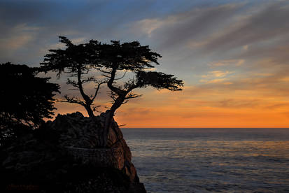 Lone Cypress Sunset II