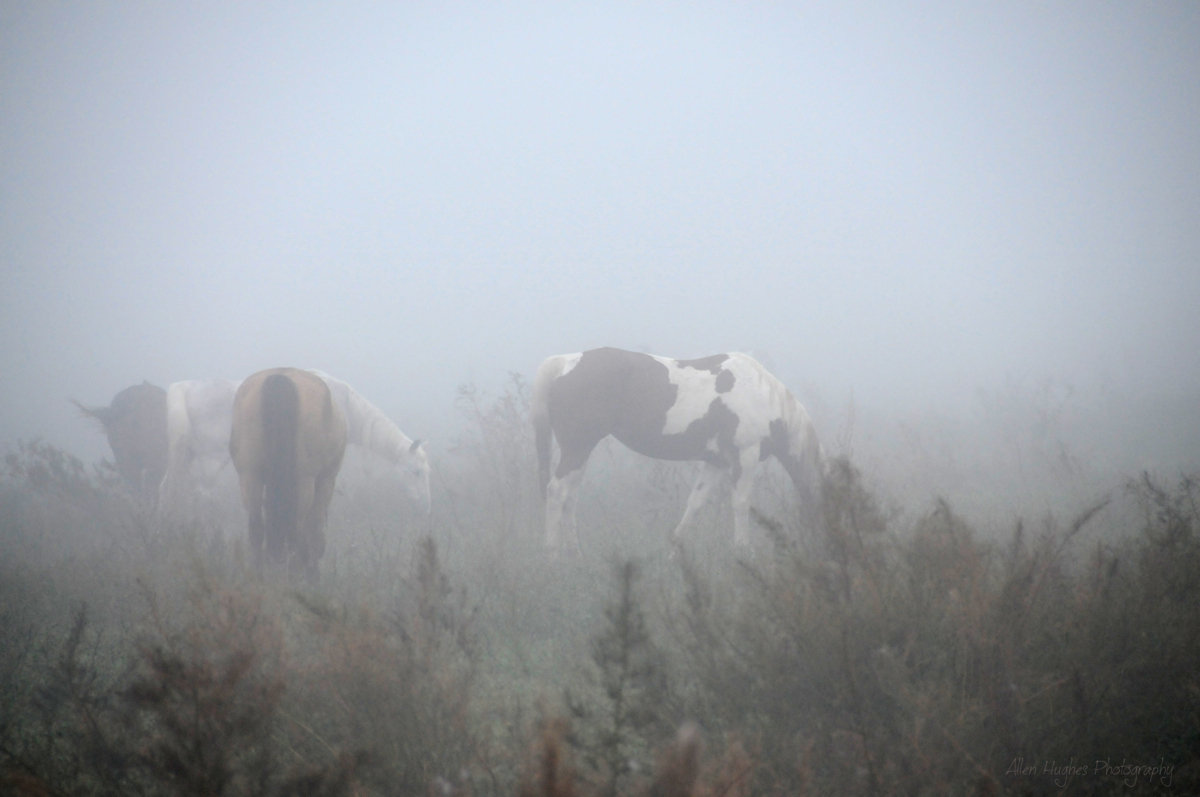 Foggy Morning In The Meadow