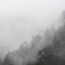 Waddell Morning Fog