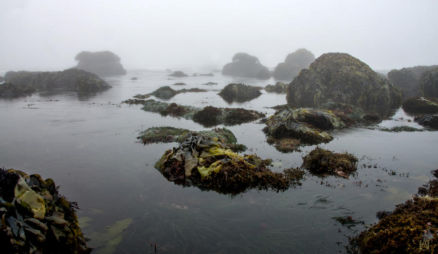 Tide Pool